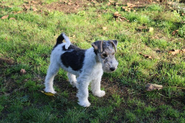 Bild 6: Foxterrier Welpen.
