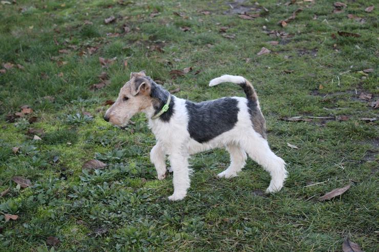 Bild 3: Foxterrier Welpen mit Ahnentafel.