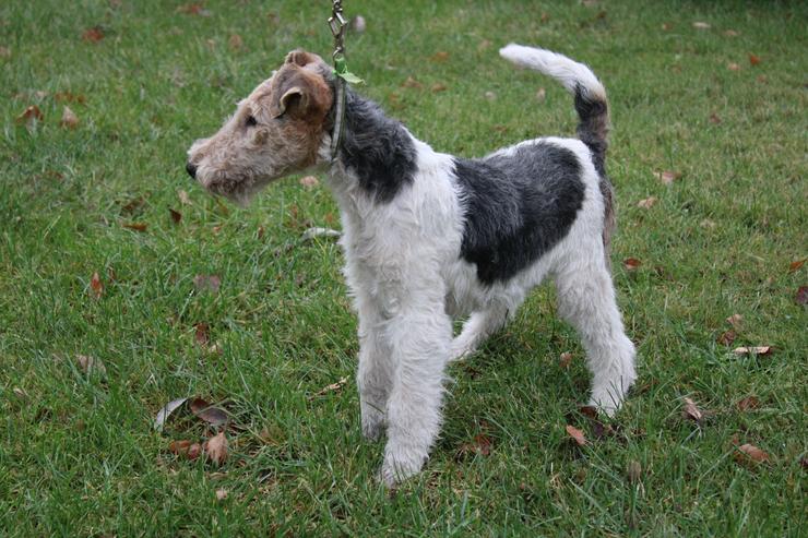 Bild 2: Foxterrier Welpen mit Ahnentafel.