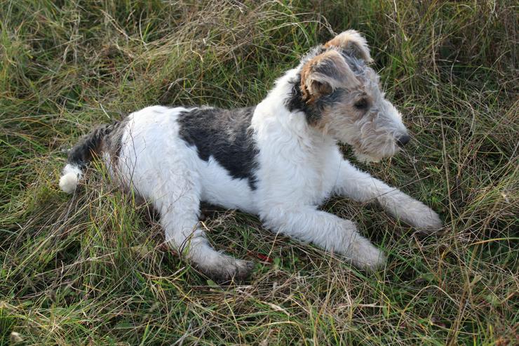 Bild 5: Foxterrier Welpen mit Ahnentafel.