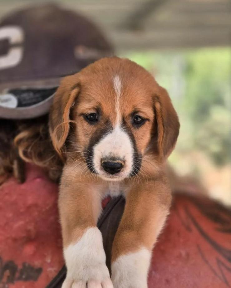 Bild 4: 💙 Hennes – sanftes Hundekind möchte ankommen