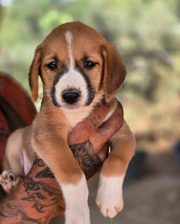💙 Hennes – sanftes Hundekind möchte ankommen
