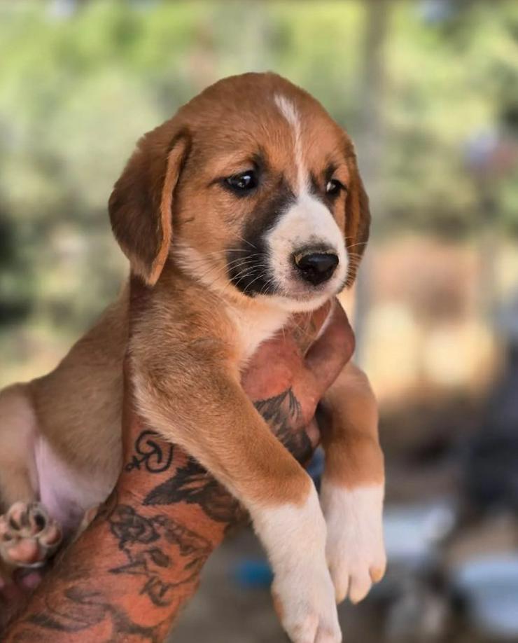 Bild 2: 💙 Hennes – sanftes Hundekind möchte ankommen