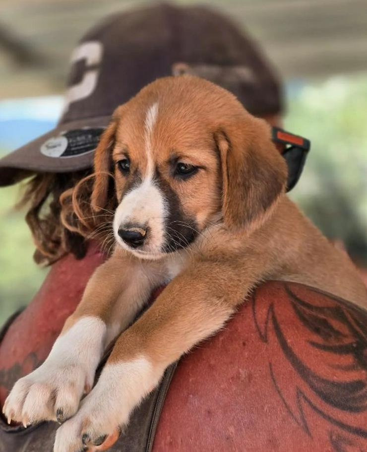 Bild 6: 💙 Hennes – sanftes Hundekind möchte ankommen