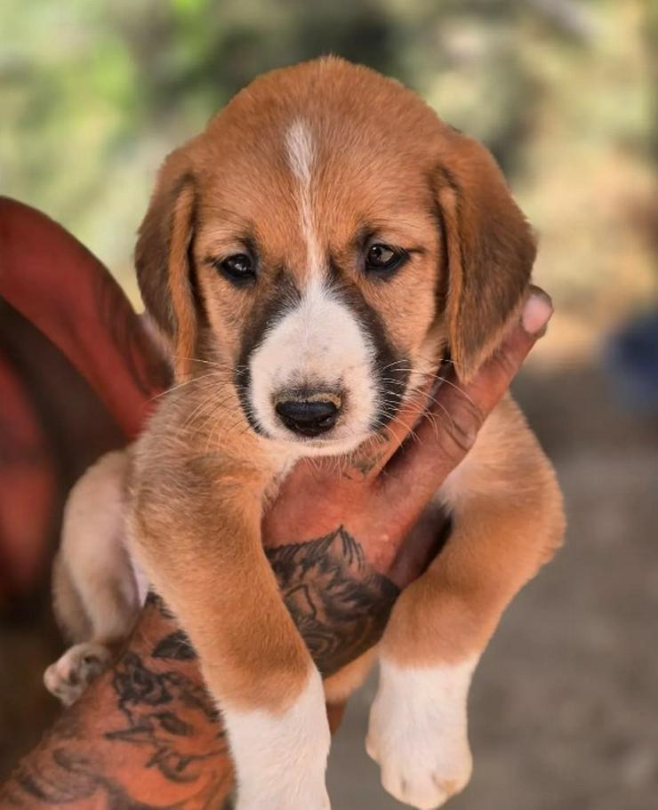 Bild 3: 💙 Hennes – sanftes Hundekind möchte ankommen