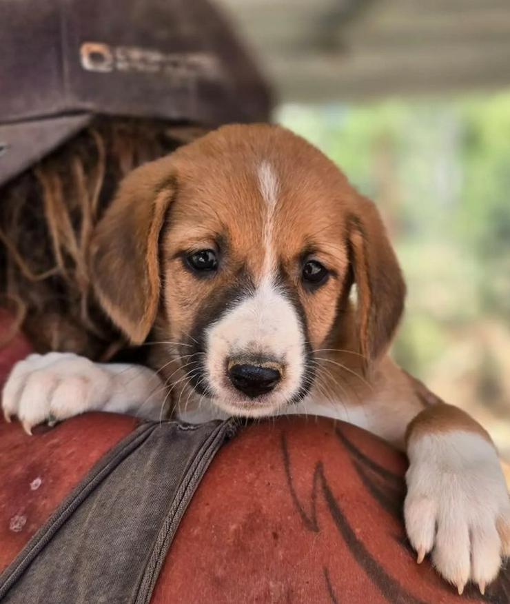Bild 5: 💙 Hennes – sanftes Hundekind möchte ankommen