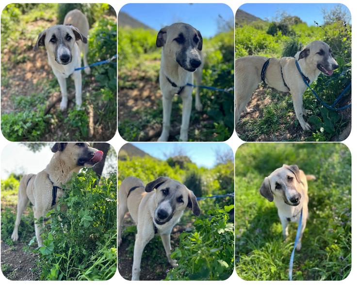 Orlando – tapferer Welpe mit großem Herzen