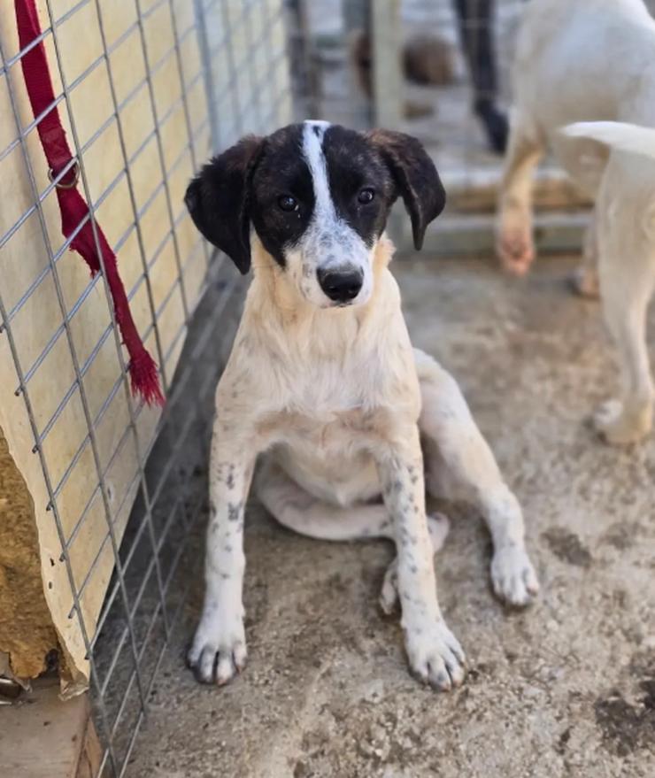 Bild 5: Kleine Zuckerschnute Sally sucht ihr Für-immer-Zuhause