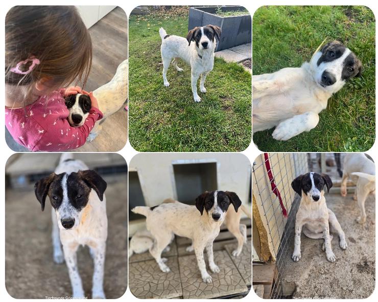 Kleine Zuckerschnute Sally sucht ihr Für-immer-Zuhause