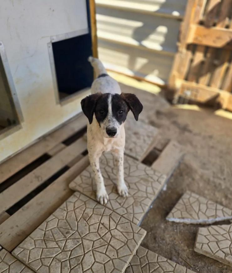 Bild 6: Kleine Zuckerschnute Sally sucht ihr Für-immer-Zuhause