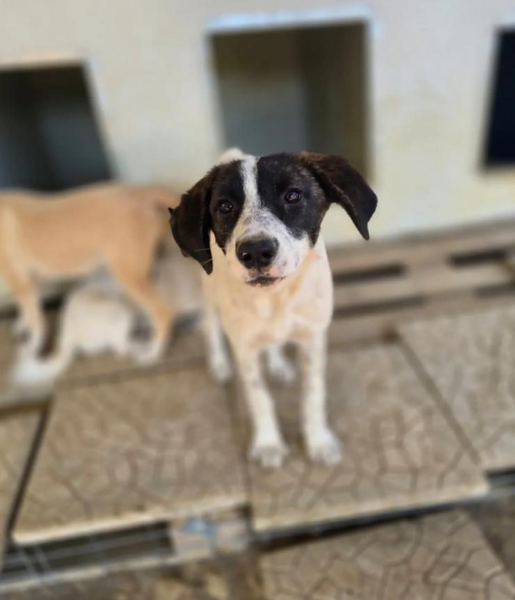 Bild 4: Kleine Zuckerschnute Sally sucht ihr Für-immer-Zuhause