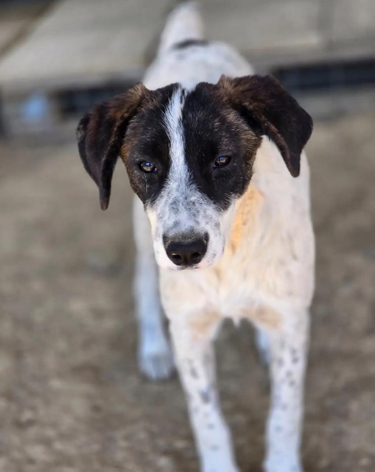 Bild 2: Kleine Zuckerschnute Sally sucht ihr Für-immer-Zuhause