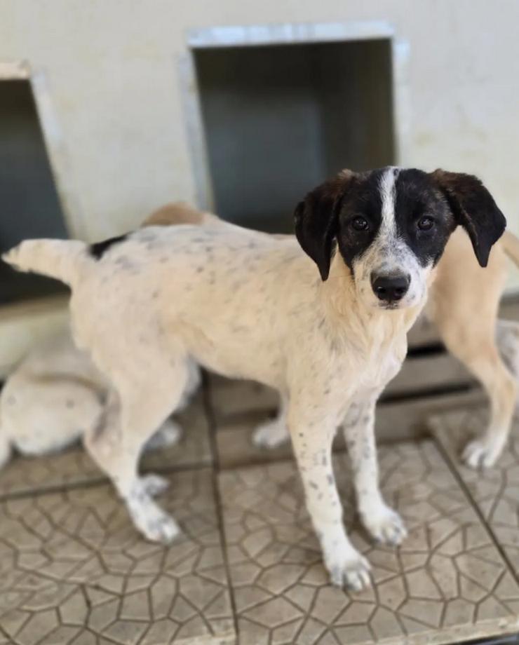 Bild 3: Kleine Zuckerschnute Sally sucht ihr Für-immer-Zuhause