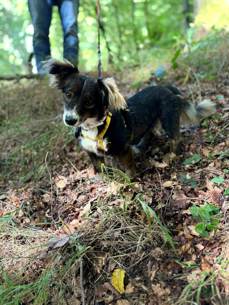 Hazel ist eine bezaubernde kleine Mischlingshündin.