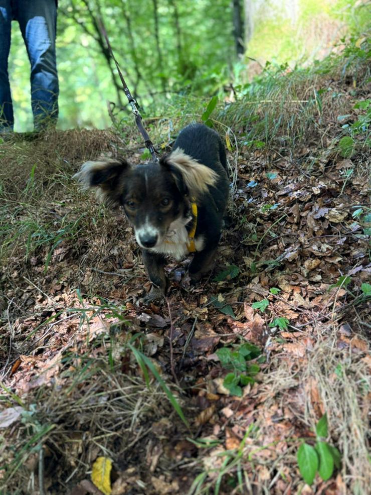Bild 4: Hazel ist eine bezaubernde kleine Mischlingshündin.