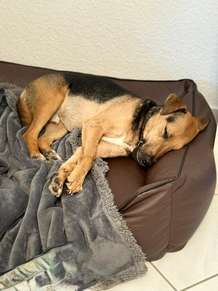 Bild 8: Gino ist auf der Suche nach einem liebevollen Zuhause.