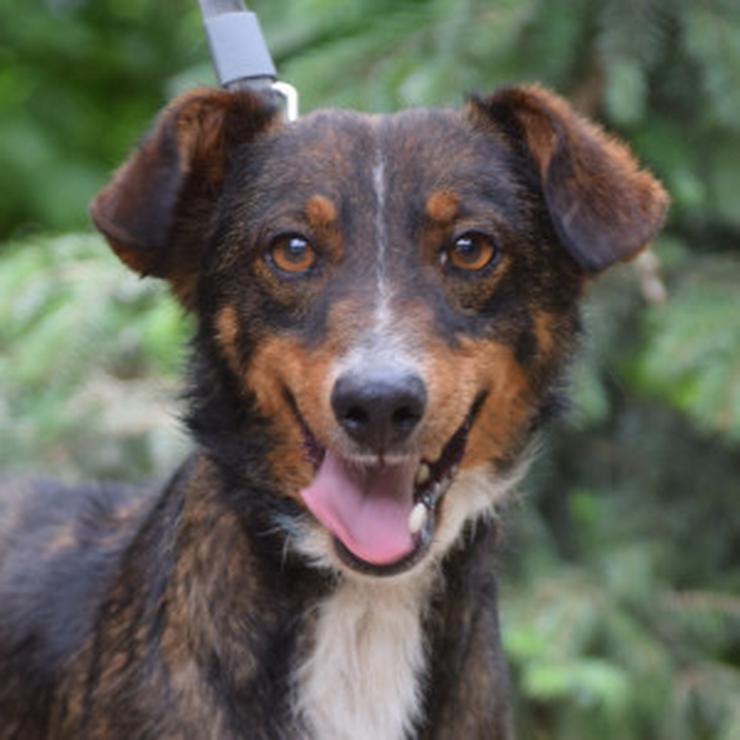 Bild 9: Joshi ist ein sehr lieber und freundlicher Hund mit einem foxterrierähnlichen Aussehen.