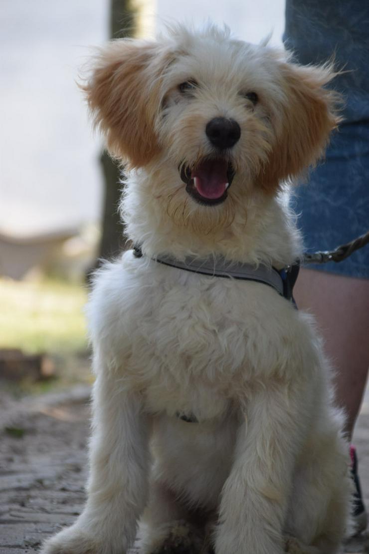 Bild 7: Colin ist ein sehr lieber und freundlicher Hund.