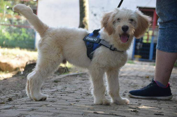 Bild 3: Colin ist ein sehr lieber und freundlicher Hund.