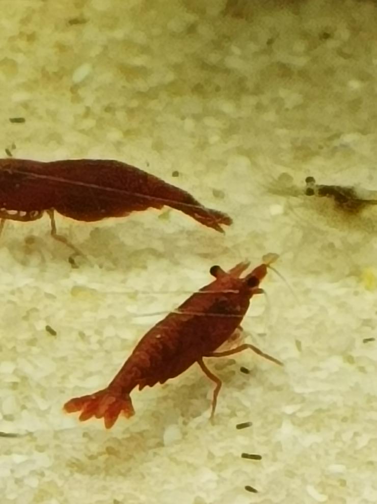 Bild 3: Schöne rote Sakura Garnelen 