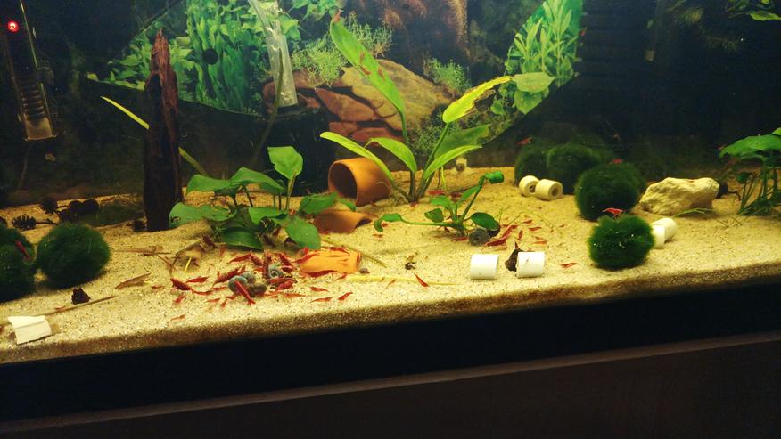 Bild 2: Schöne rote Sakura Garnelen 