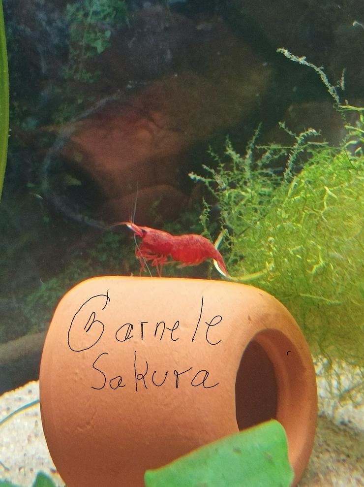 Schöne rote Sakura Garnelen 