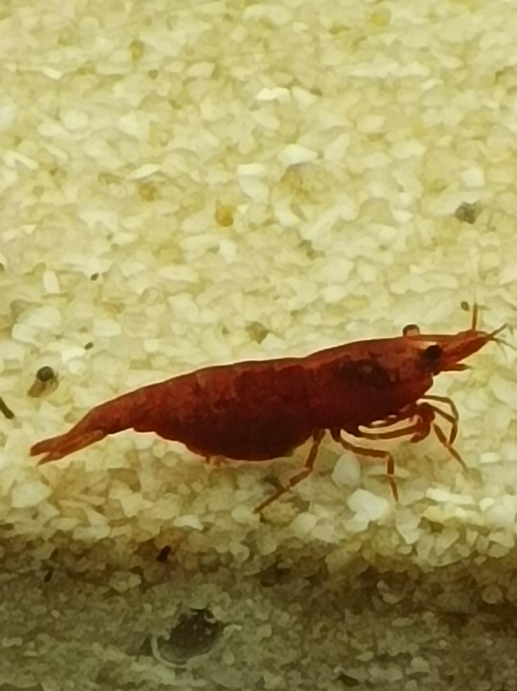 Schöne rote Sakura Garnelen 