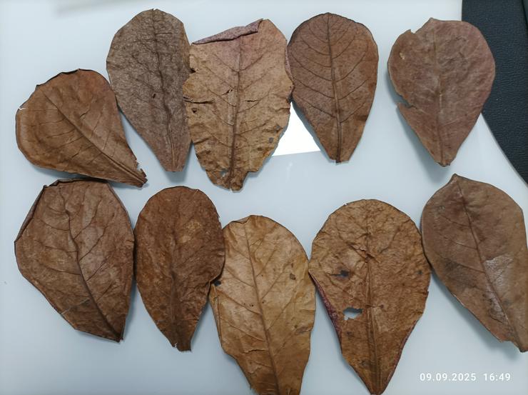 Bild 2: Catappa-Leaves große Seemandelbaumblätter
