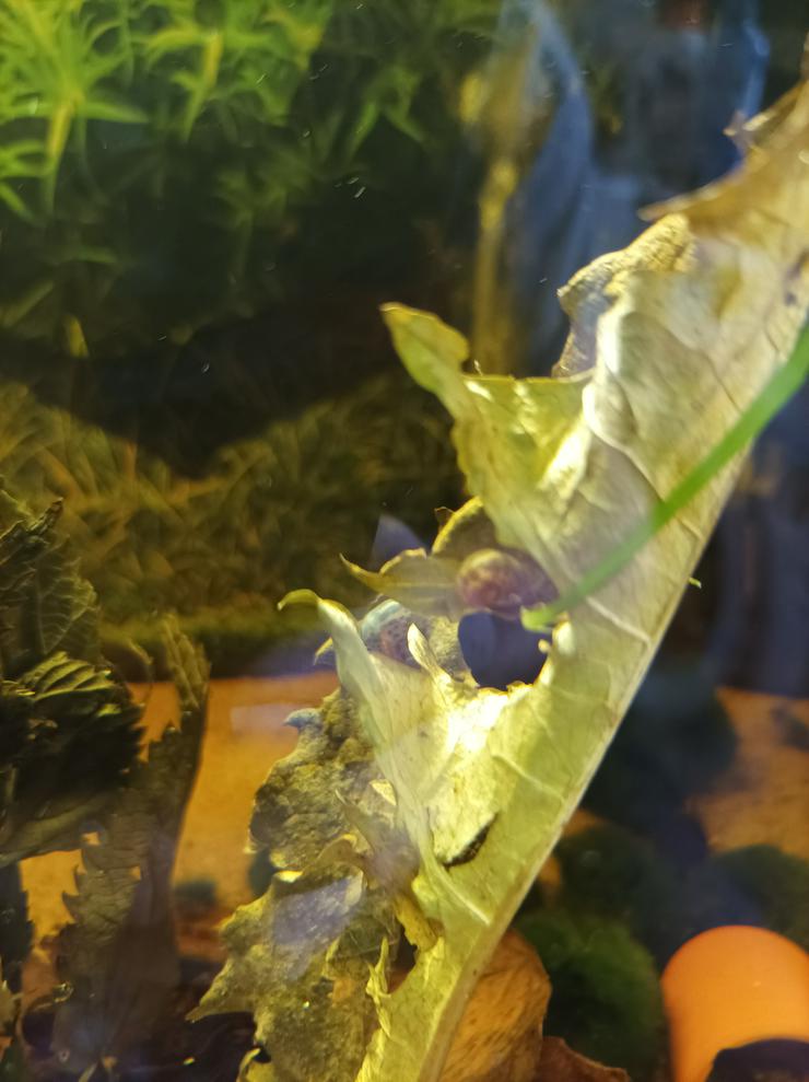 Bild 2: Schöne blaue junge Posthornschecken
