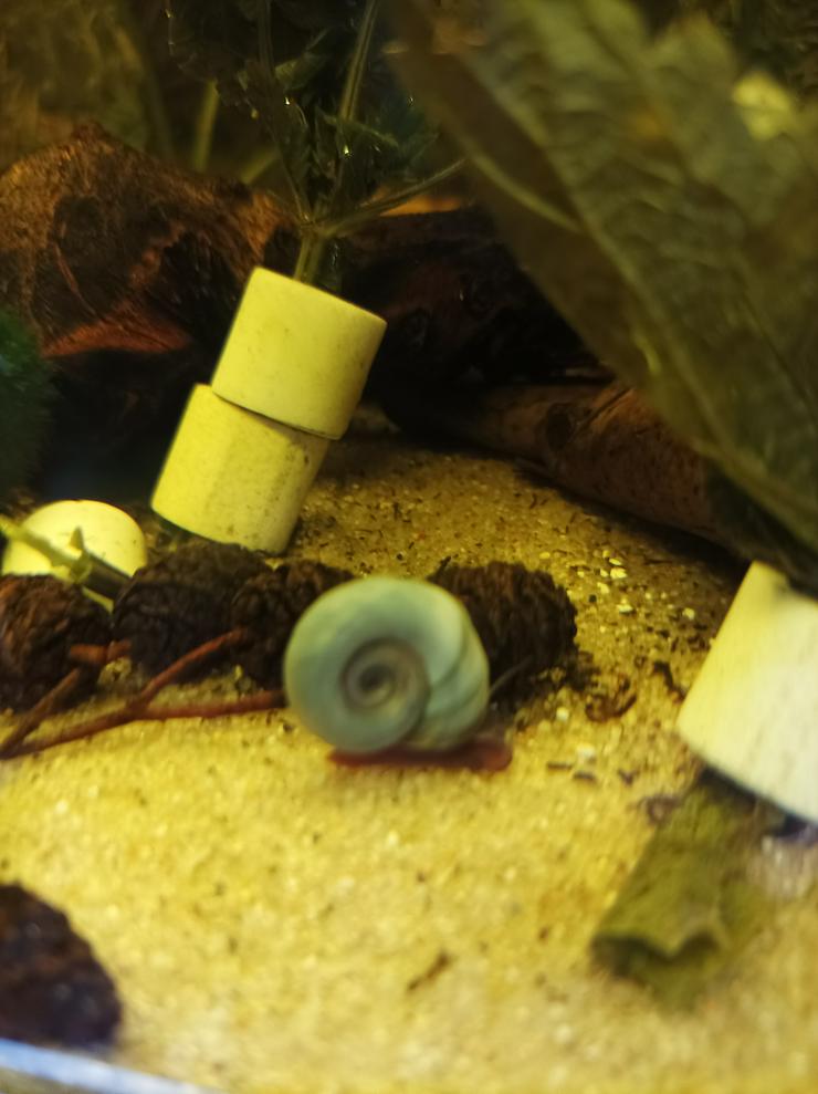 Schöne blaue junge Posthornschecken