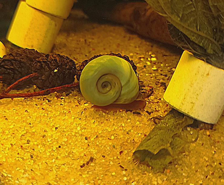 sehr schöne Posthornschnecken Blau , Avatar Schnecken