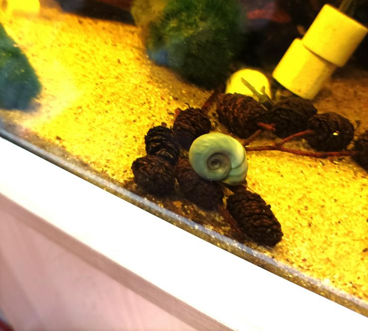 Bild 2: sehr schöne Posthornschnecken Blau , Avatar Schnecken