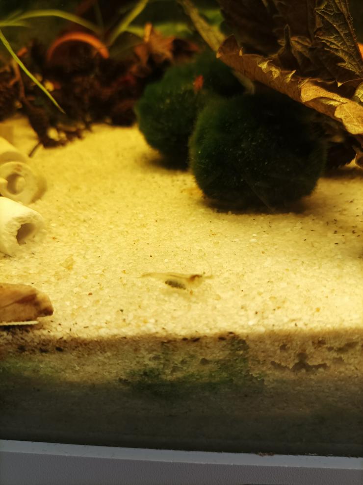 Bild 2: Sulawesi-Inlandsgarnele (Caridina pareparensis parvidentata)