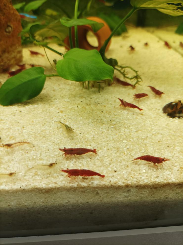 Bild 2: !!!Angebot!!!! Schöne Red-Fire Jungtiere