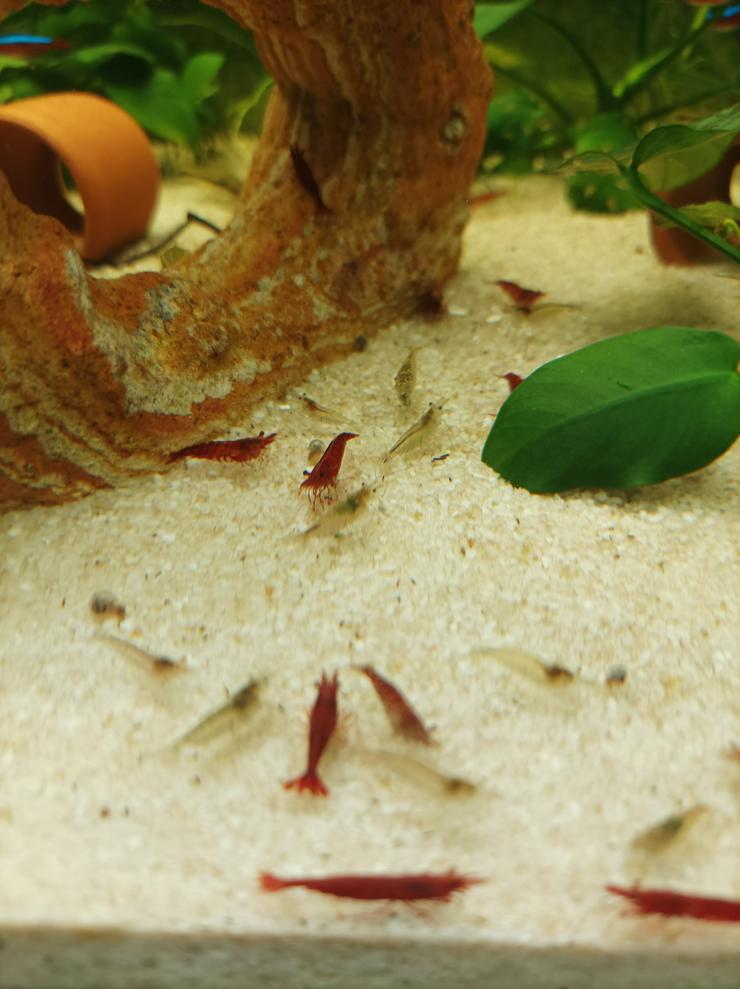 !!!Angebot!!!! Schöne Red-Fire Jungtiere