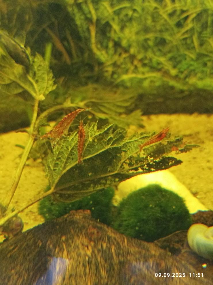 Bild 2: Schöne Red-Fire Jungtiere