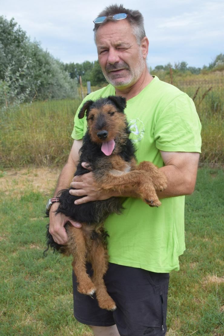 Bild 21: Tequila ist ein aktiver und verspielter Terrierjunge.