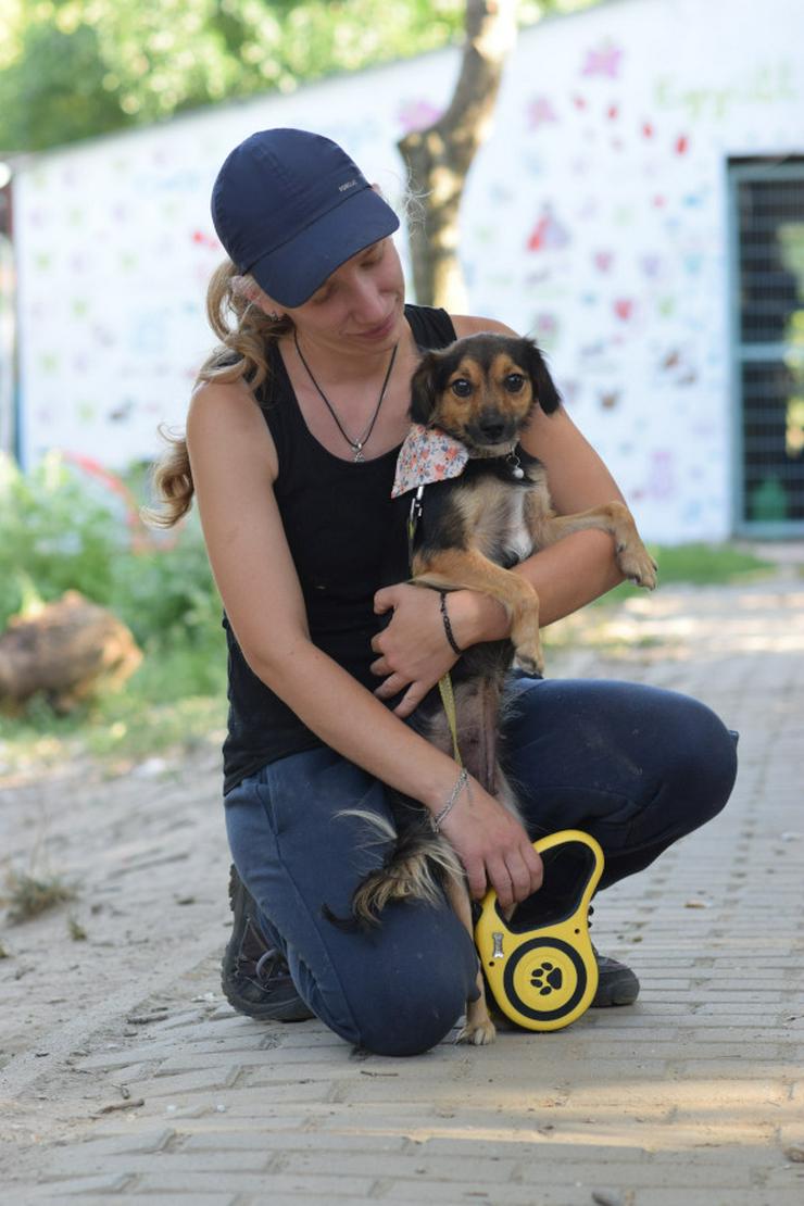 Bild 6: Missy ist eine süße, kleine Hündin, die ein liebevolles Zuhause sucht. 