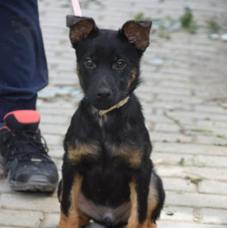 Bild 18: Chico ist ein lliebenswerter junger Rüde.