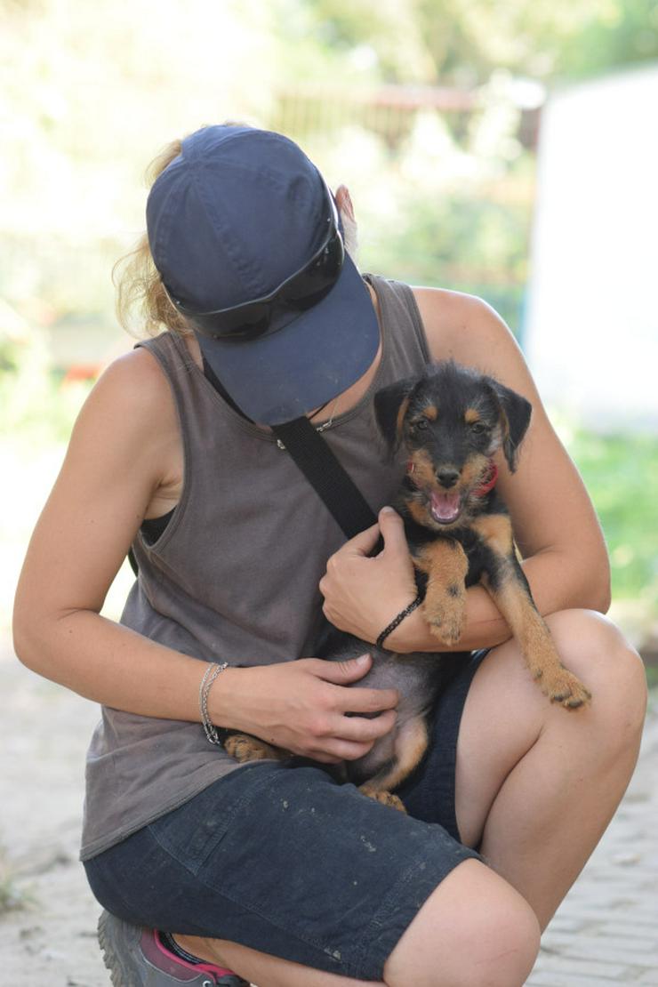 Bild 6: Debby ist ein kleines Hundemädchen, das ein liebevolles Zuhause sucht. 