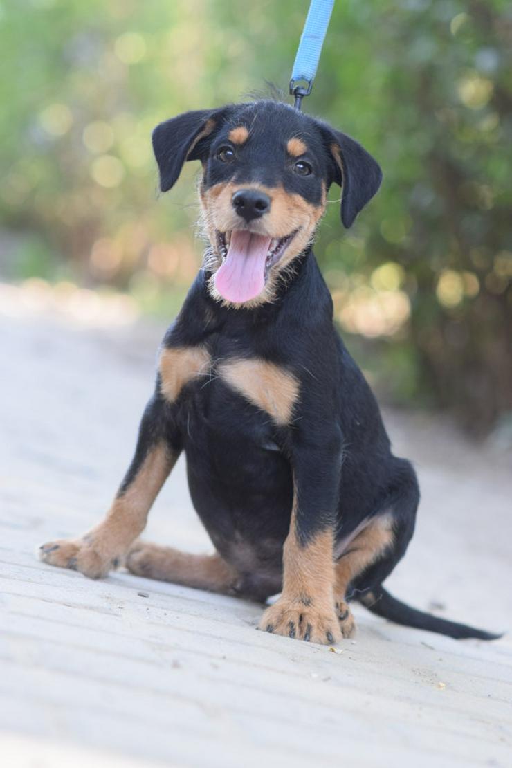 Princess ist ein kleines Hundemädchen, das ein liebevolles Zuhause sucht. 