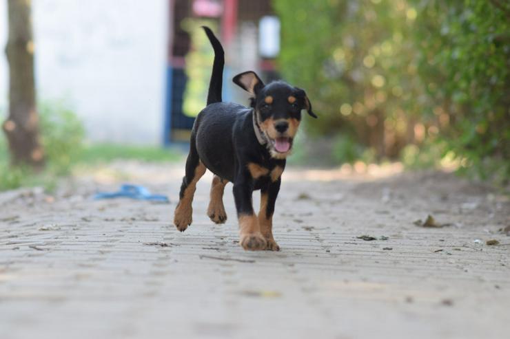 Bild 6: Ozzy ist ein kleiner Hundemann, der ein liebevolles Zuhause sucht.