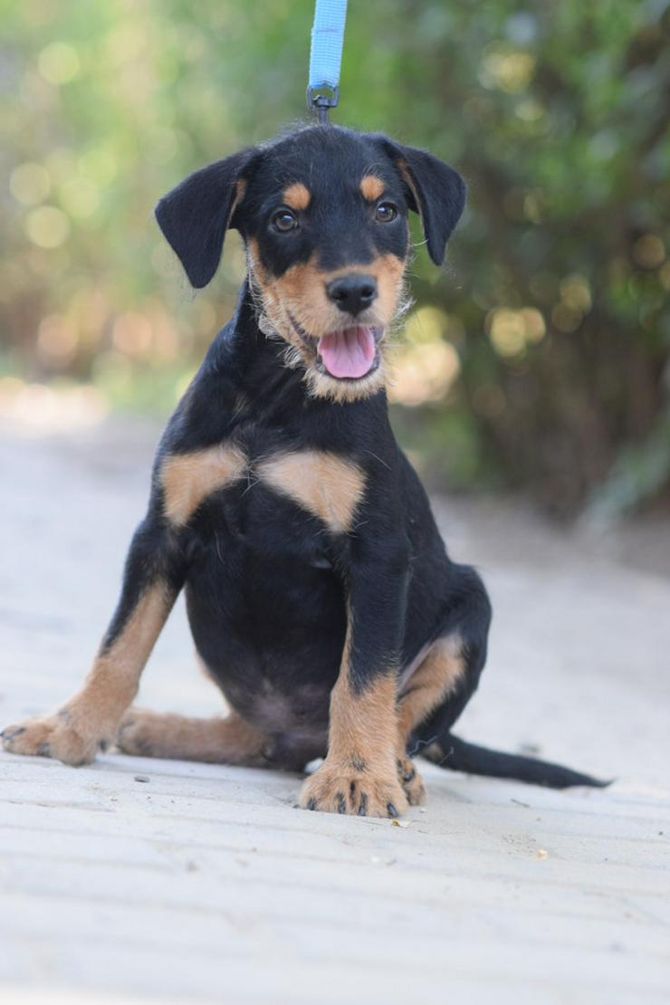 Ozzy ist ein kleiner Hundemann, der ein liebevolles Zuhause sucht.