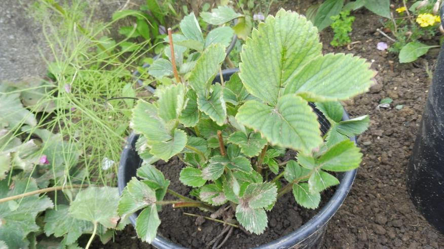 große Erdbeerpflanzen s. Foto - Gartenpflanzen - Bild 1