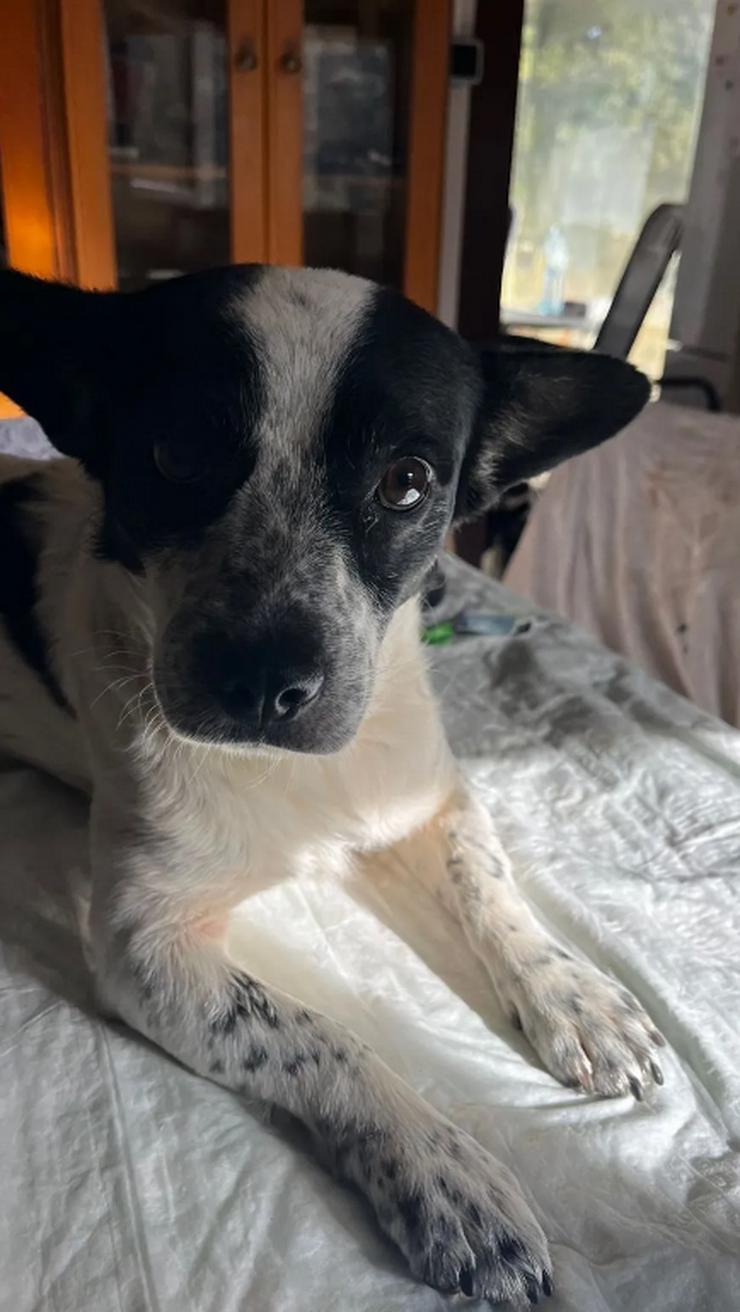 Bild 5: Monty – ein sanfter Hundejunge mit großem Herzen