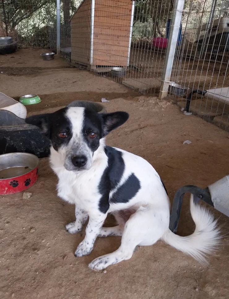 Monty – ein sanfter Hundejunge mit großem Herzen