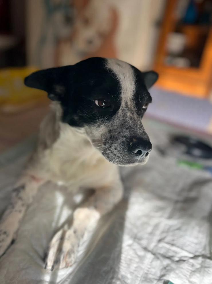 Bild 6: Monty – ein sanfter Hundejunge mit großem Herzen