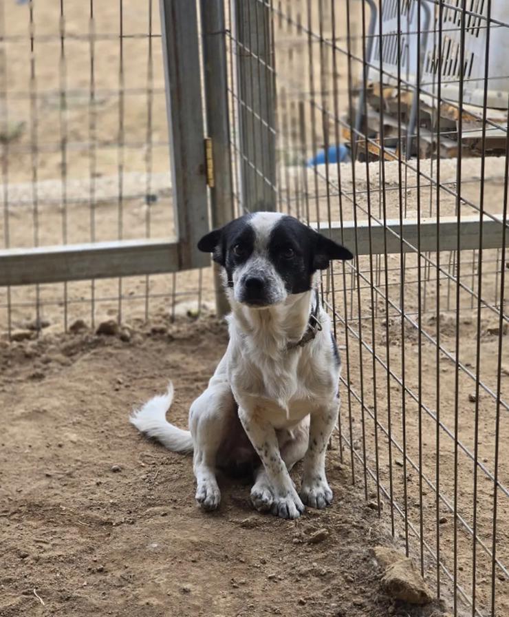 Bild 3: Monty – ein sanfter Hundejunge mit großem Herzen