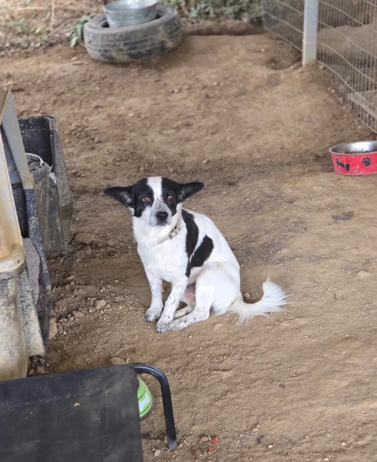 Monty – ein sanfter Hundejunge mit großem Herzen