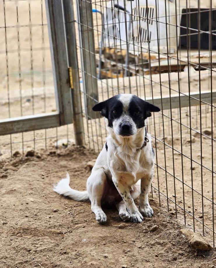 Bild 4: Monty – ein sanfter Hundejunge mit großem Herzen